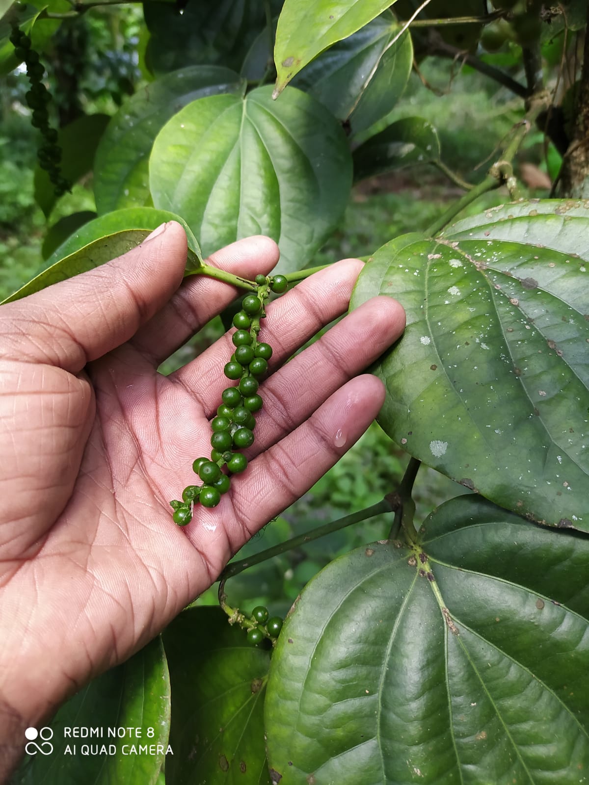 Kerala Organic Farmer in Wayanad
