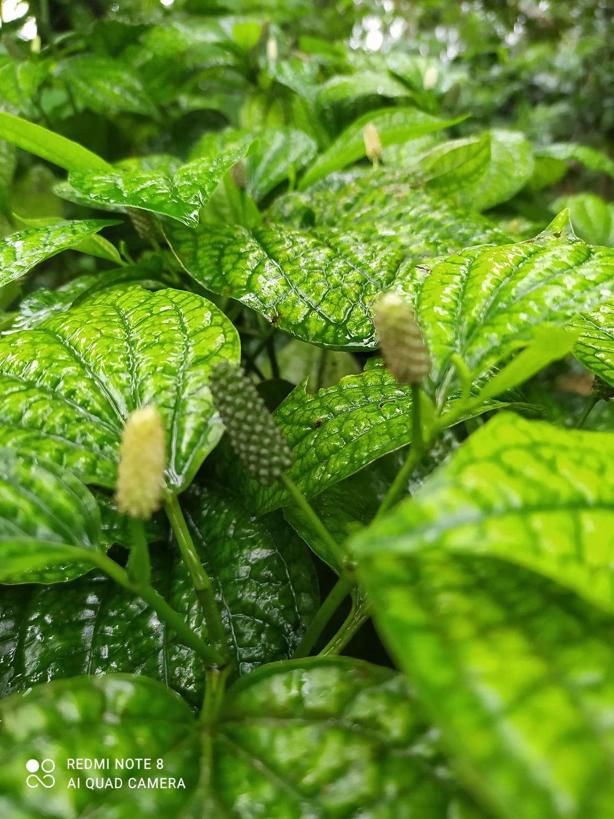 Medicinal Wild Long Pepper (Thippali)